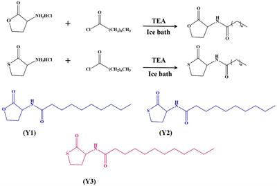 Design and synthesis of quorum-sensing agonist for improving biofilm formation and the application of Acidithiobacillus thiooxidans in bioleaching